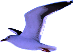 Seagull